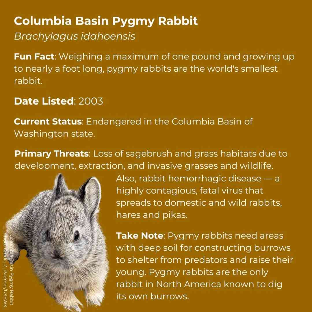 Columbia Basin Pygmy Rabbit   Brachylagus idahoensis      Fun Fact: Weighing a maximum of one pound and growing up to nearly a foot long, pygmy rabbits are the world's smallest rabbit.       Date Listed: 2003      Current Status: Endangered in the Columbia Basin of Washington state      Primary Threats: Loss of sagebrush and grass habitats due to development, extraction, and invasive grasses and wildlife. Also, rabbit hemorrhagic disease — a highly contagious, fatal virus that spreads to domestic and wild r