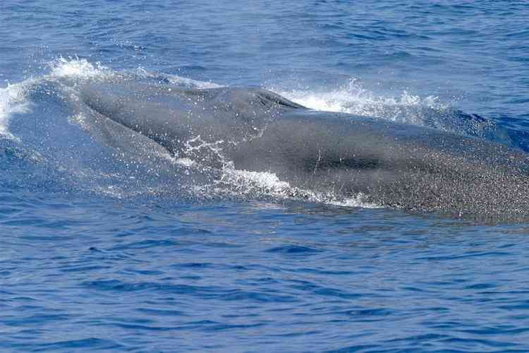 Gulf of Mexico Rice's Whale - Gulf of Mexico - NOAA Fisheries