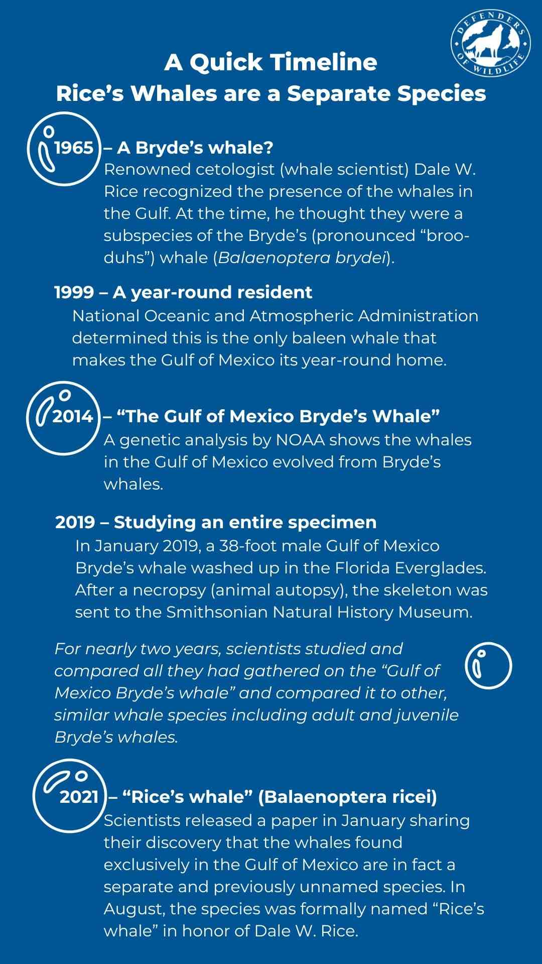 Rice's Whale Timeline
