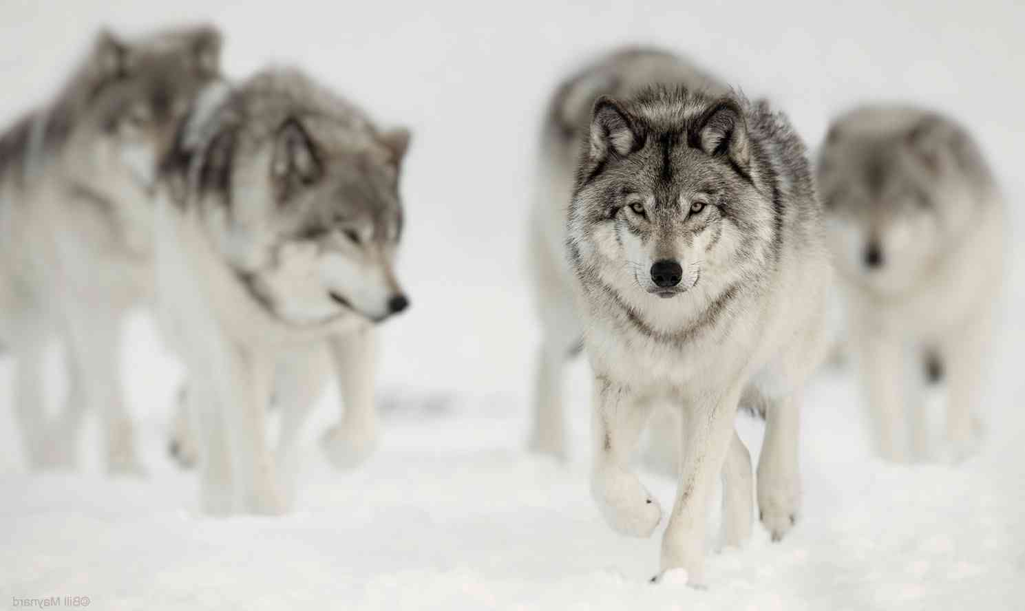 Gray Timber Wolves in snow