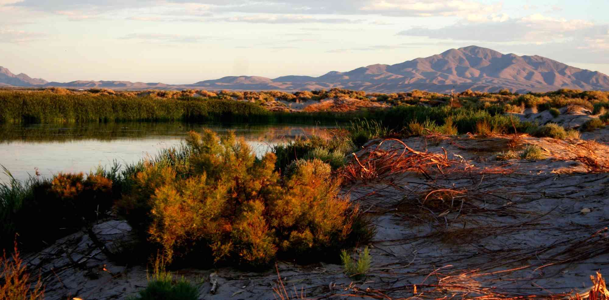 2009.09.19_Ash Meadows National Wildlife Refuge_Nevada_Cyndi Souza-USFWS