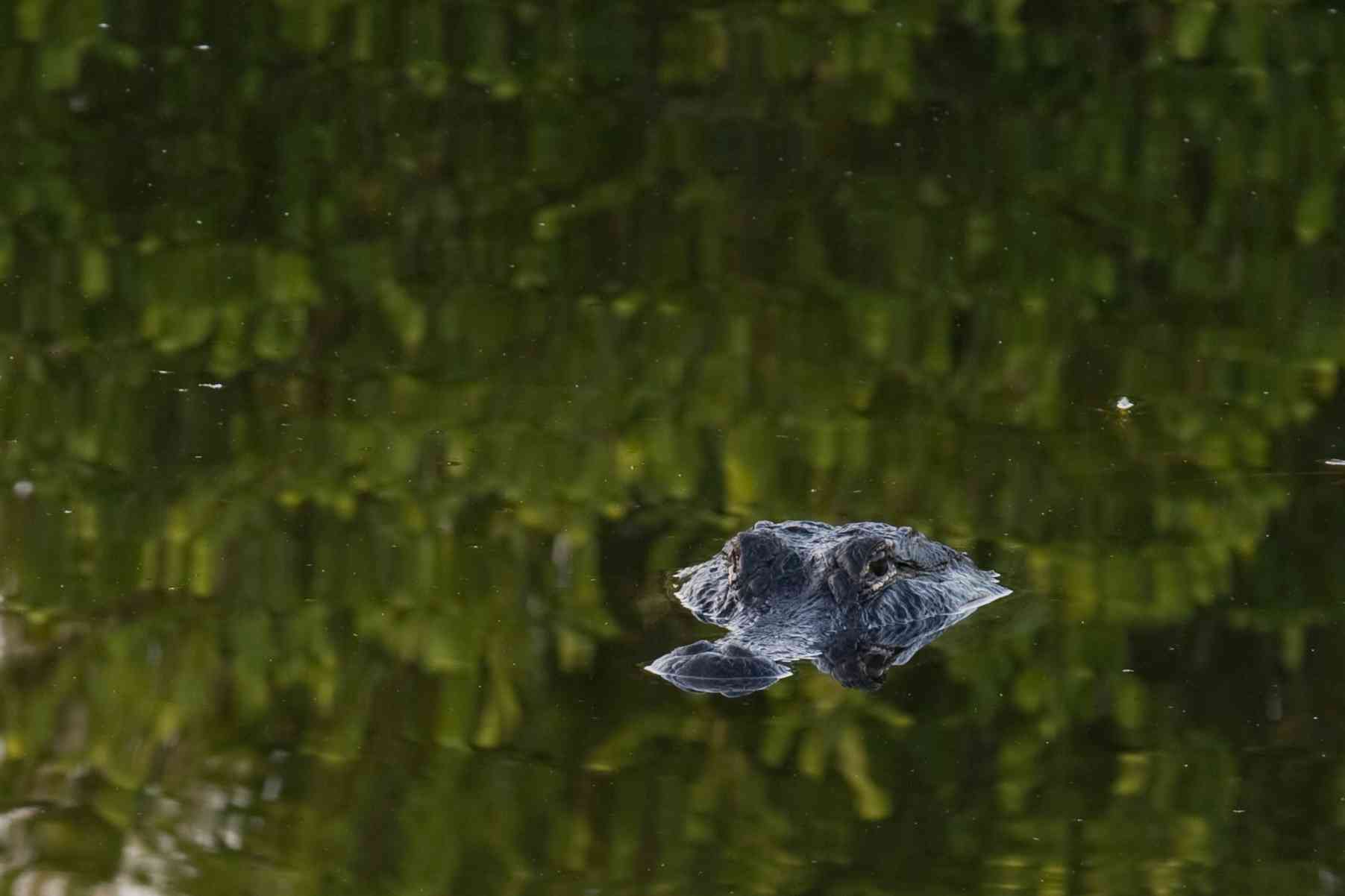 2011.01.02 - Alligator Reflection - Everglades National Park - Florida - Matt Cooper
