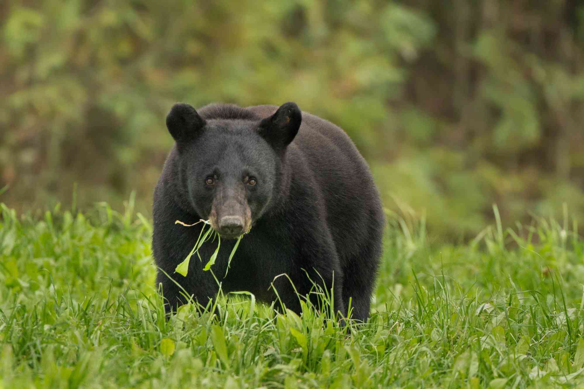 Louisiana Black Bear 