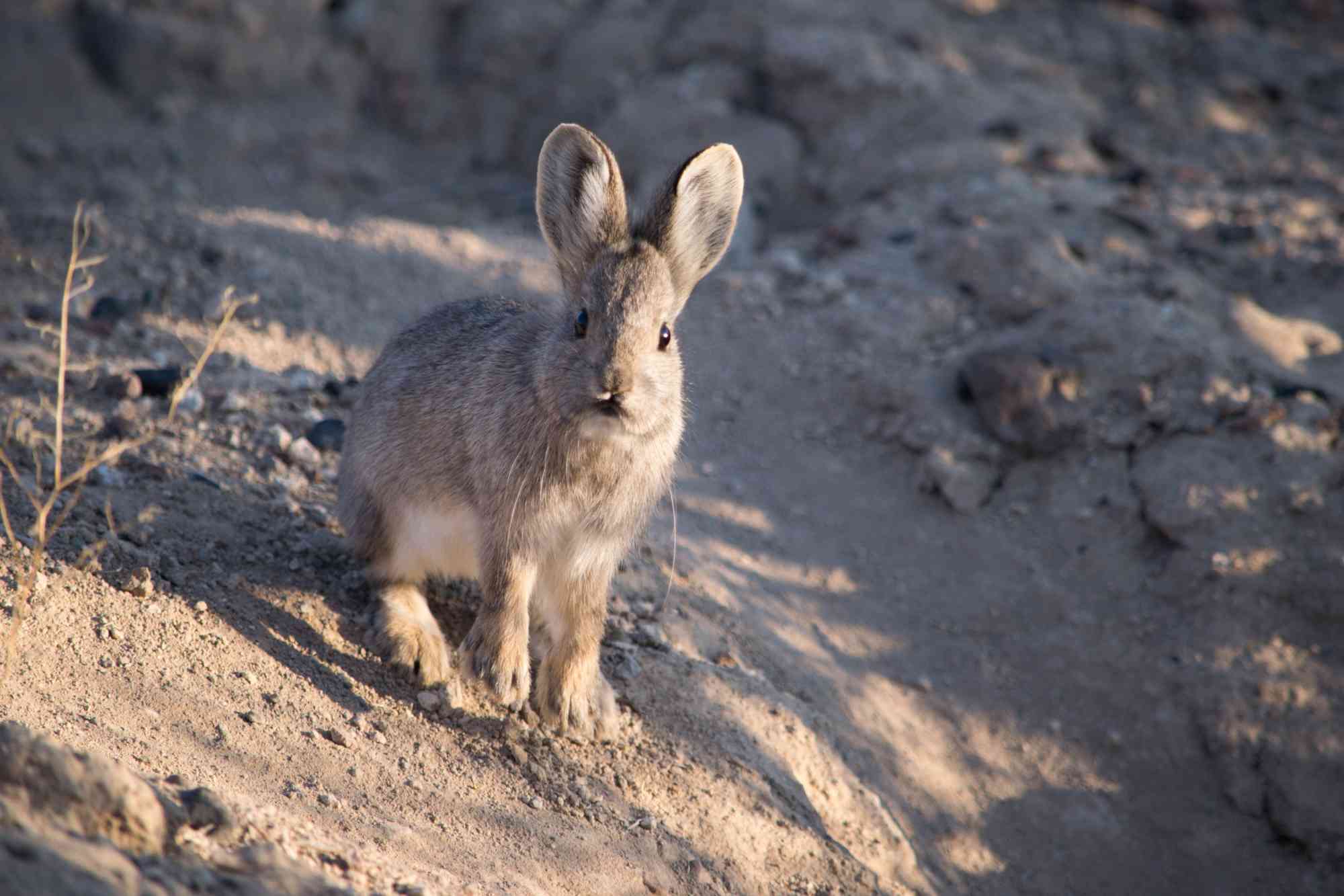 2019.11.06 - Pygmy Rabbit - Sheldon National Wildlife Refuge - Nevada - Miranda Crowell