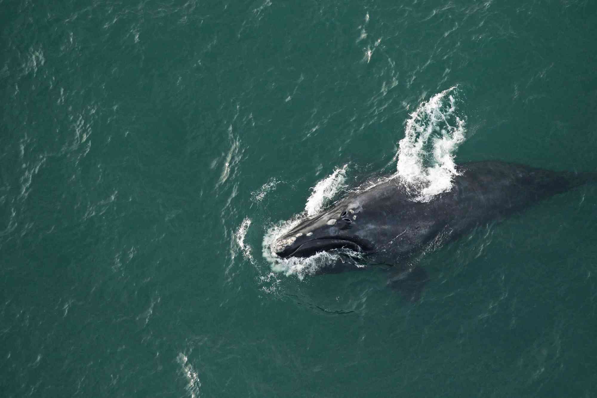 2020.01.18 - North Atlantic Right Whale Surfacing - FWC Fish and Wildlife Research Institute