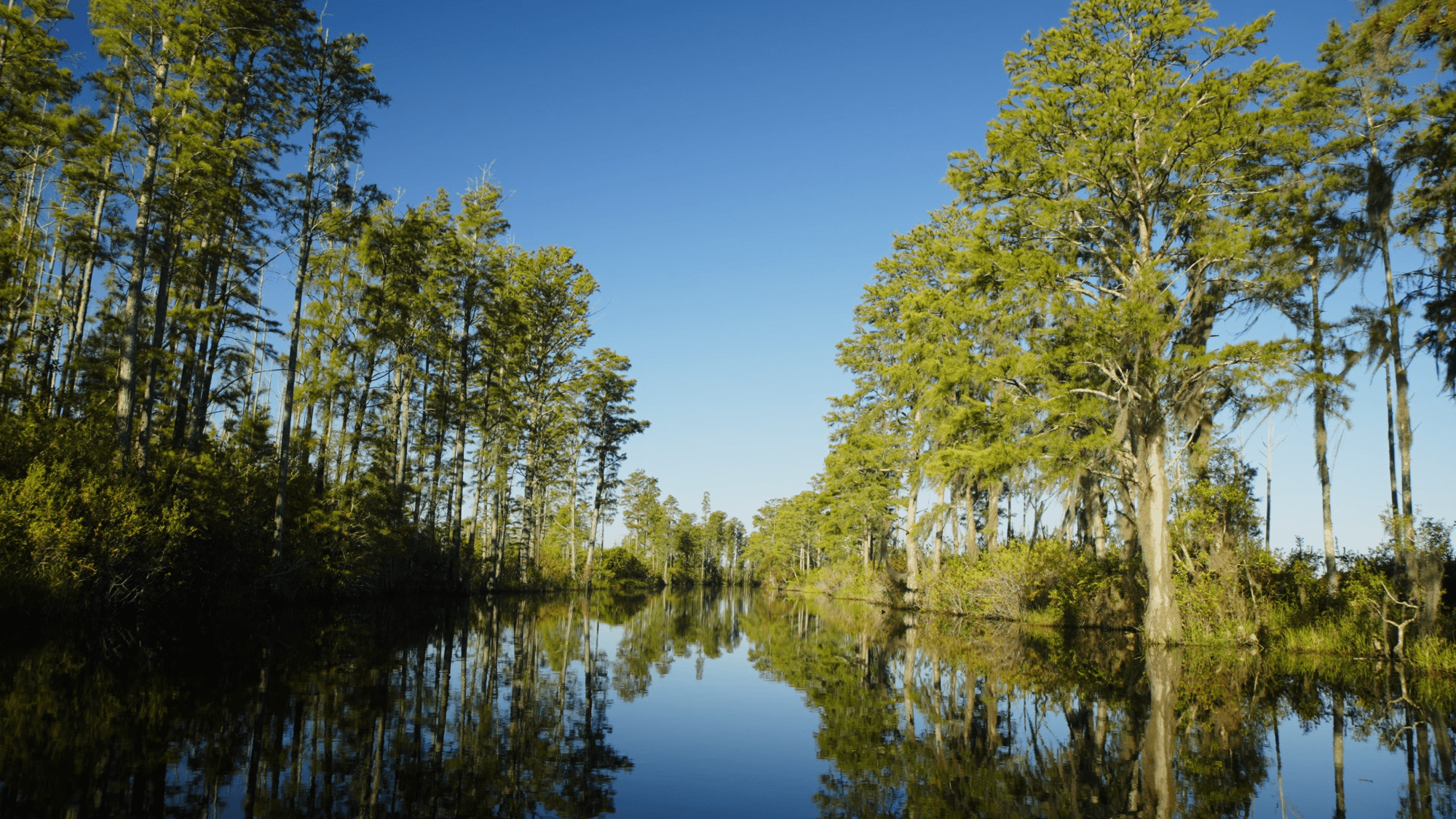 Swamp Lined with Trees 