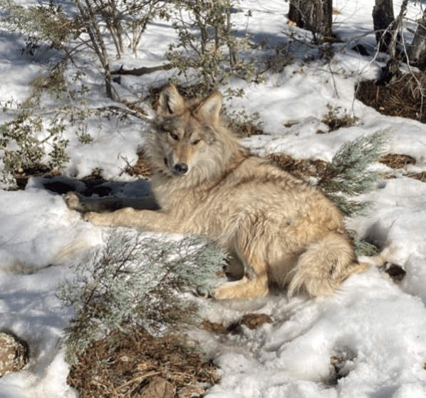  Mexican Gray Wolf from Wolf Tech