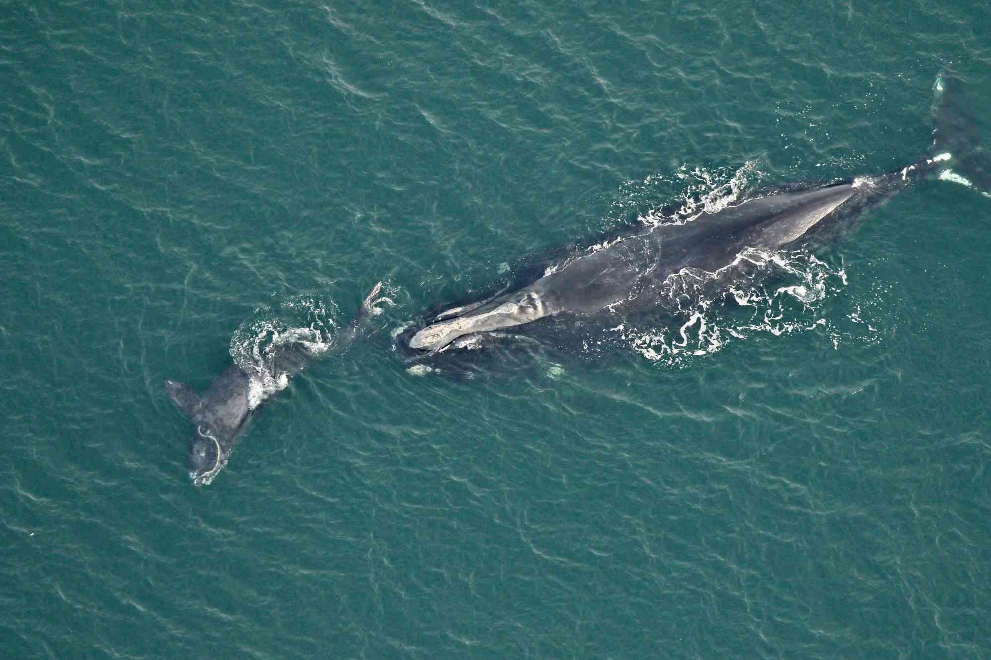 2023.01.05- Right Whale Swimming with Calf-FWC-CC BY NC ND 2.0