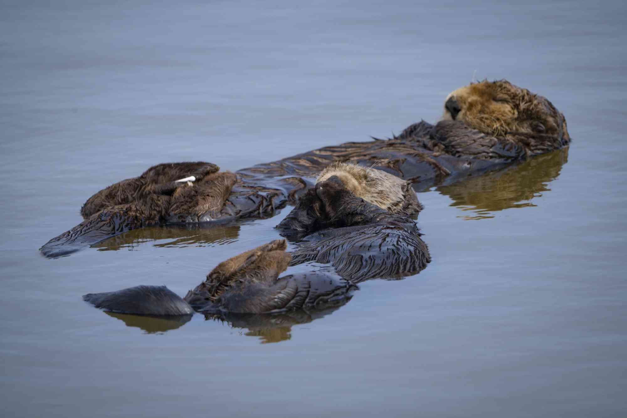 Southern Sea Otters