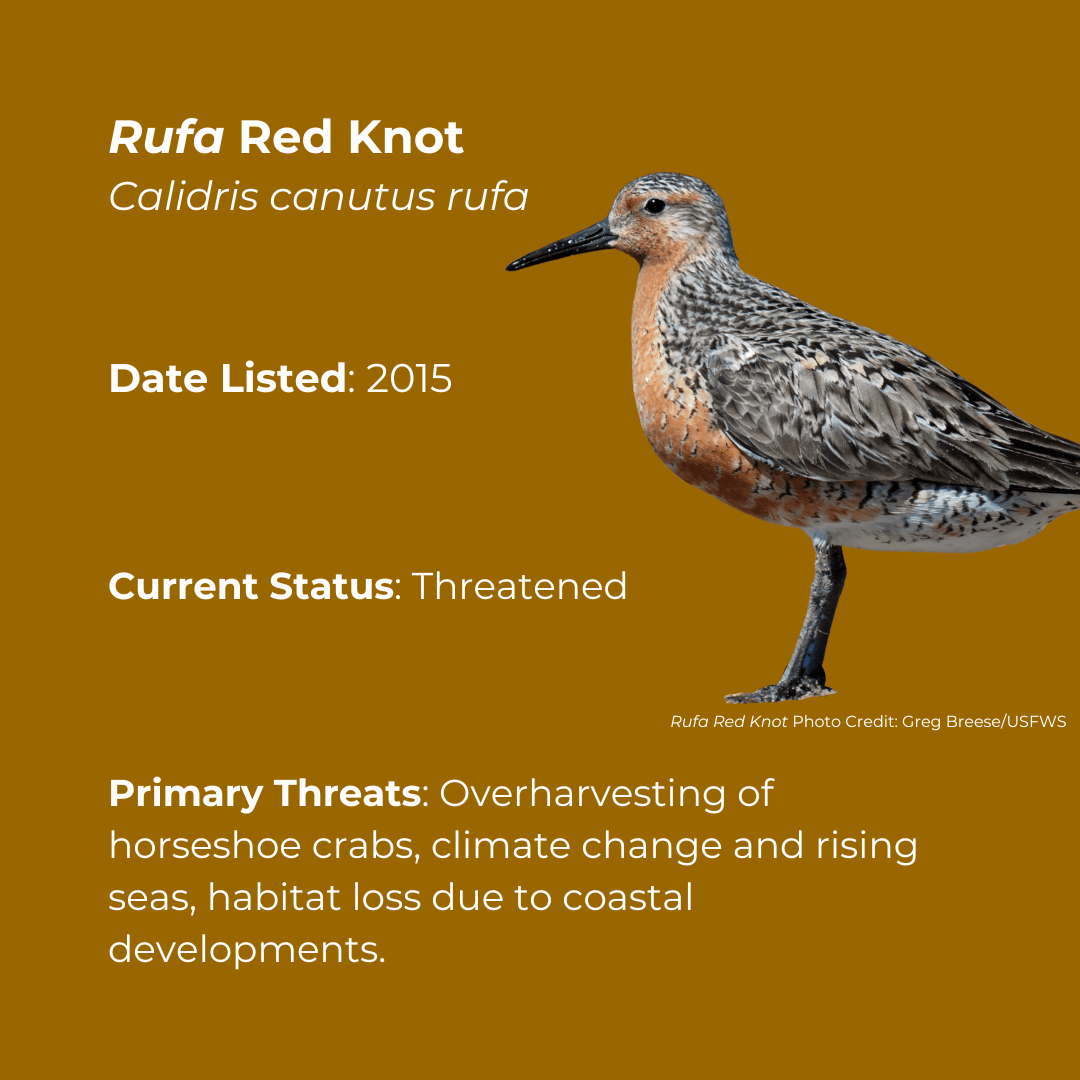 Rufa Red Knot Calidris canutus rufa Date Listed: 2015  Current Status: Threatened  Primary Threats: Overharvesting of horseshoe crabs, climate change and rising seas, habitat loss due to coastal developments. 