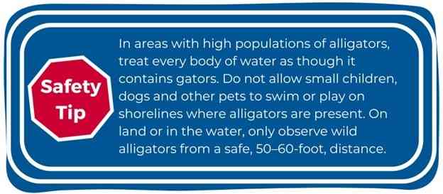 American Alligator Safety Tip