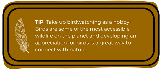 TIP: Take up birdwatching as a hobby! Birds are some of the most accessible wildlife on the planet and developing an appreciation for birds is a great way to connect with nature. 