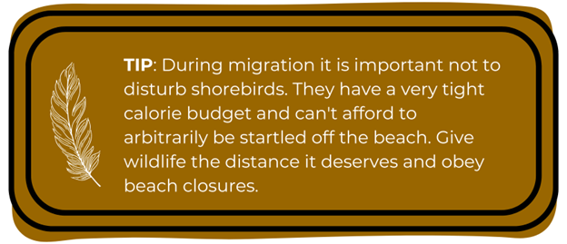 TIP: During migration it is important not to disturb shorebirds. They have a very tight calorie budget and can't afford to arbitrarily be startled off the beach. Give wildlife the distance it deserves and obey beach closures. 
