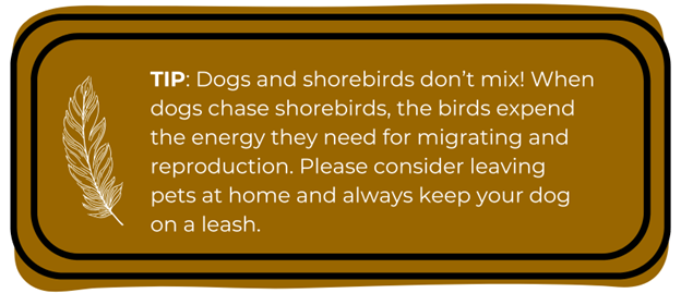 TIP: Dogs and shorebirds don’t mix! When dogs chase shorebirds, the birds expend the energy they need for migrating and reproduction. Please consider leaving pets at home and always keep your dog on a leash. 