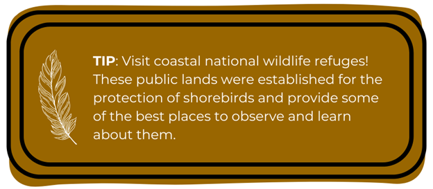 TIP: Visit coastal national wildlife refuges! These public lands were established for the protection of shorebirds and provide some of the best places to observe and learn about them.