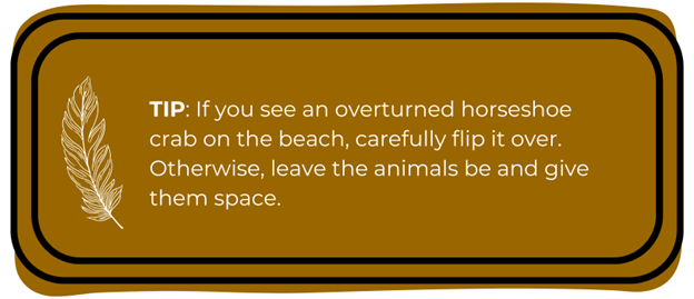 TIP: If you see an overturned horseshoe crab on the beach, carefully flip it over. Otherwise, leave the animals be and give them space. 