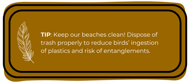 TIP: Keep our beaches clean! Dispose of trash properly to reduce birds’ ingestion of plastics and risk of entanglements.