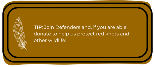 TIP: Join Defenders and, if you are able, donate to help us protect red knots and other wildlife!