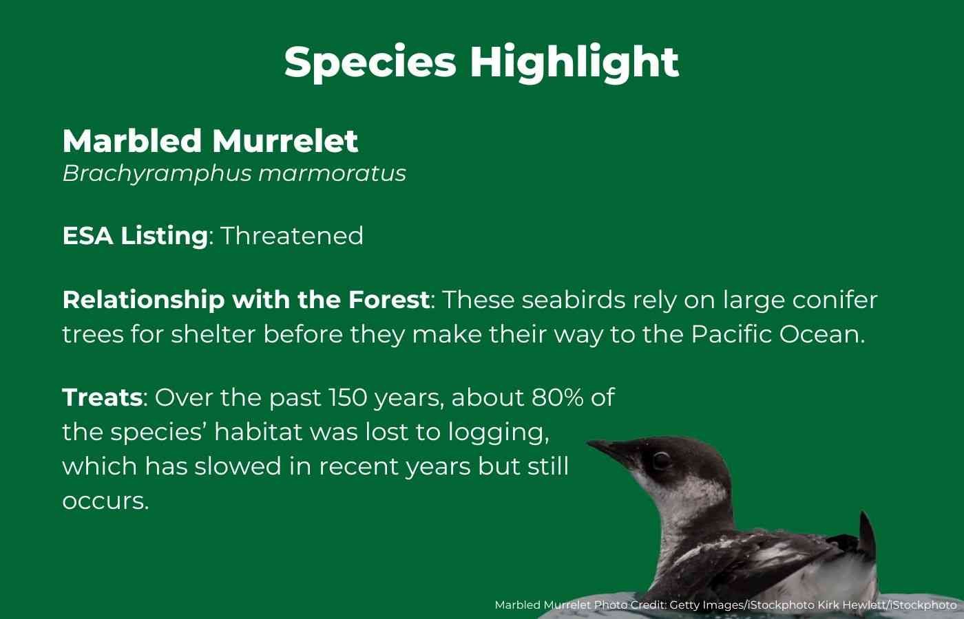 Marbled Murrelet Fact Graphics