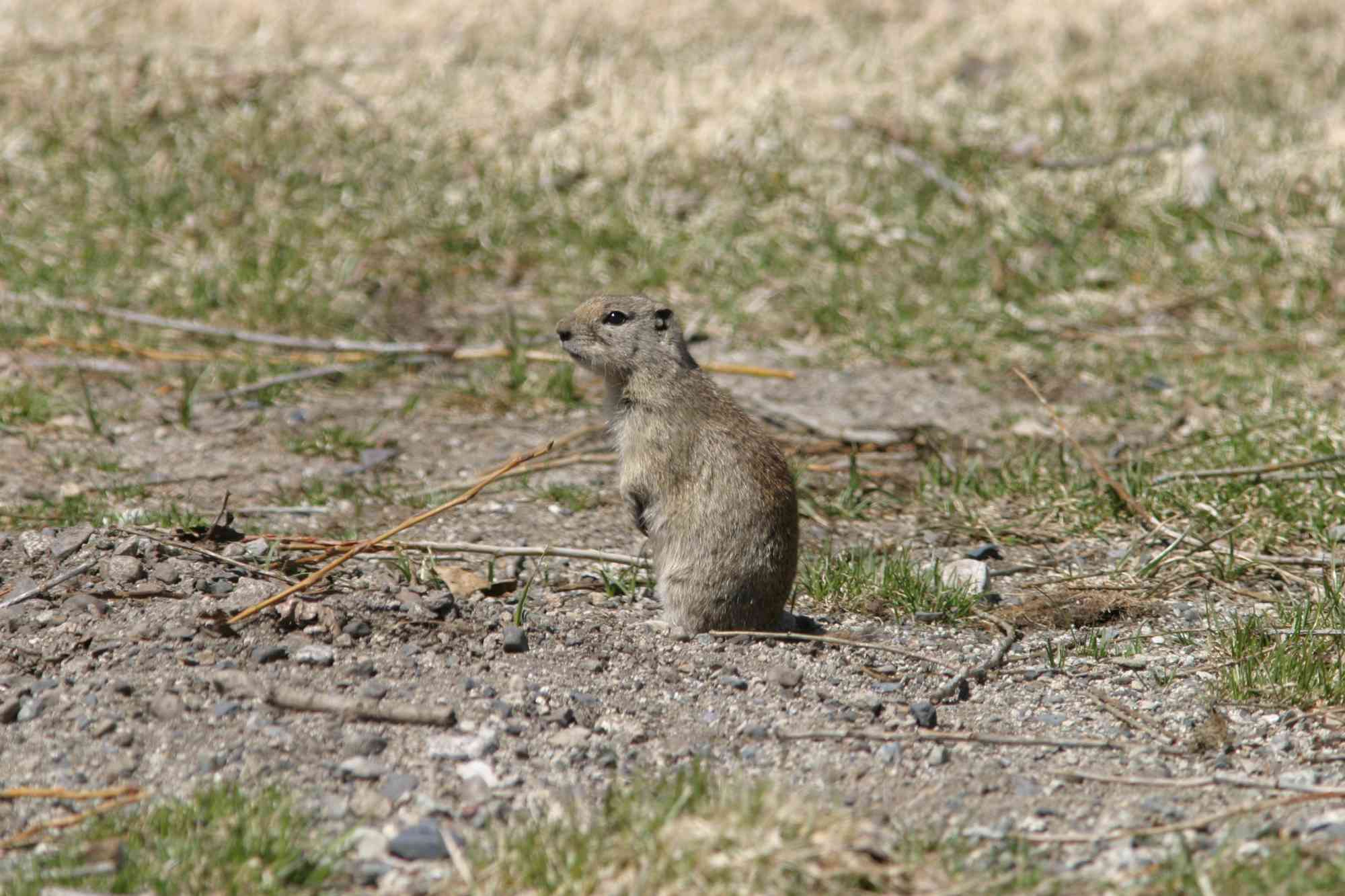 2005.04.14 - Mohave Ground Squirrel - Death Valley, California - Marcel Holyoak (CC BY-NC-ND 2.0 DEED)