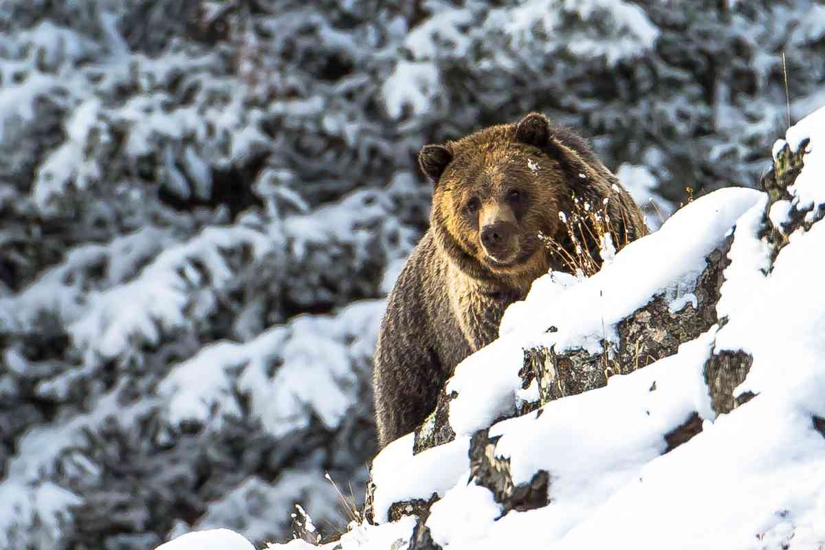 A grizzly bear walking up an incline, stopped peering over some snow-covered rocks towards the camera. There are huge evergreen trees in the background, covering in snow.
