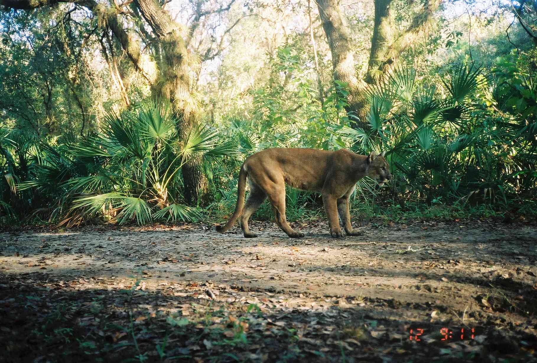 Adult Male Florida Panther in Florida Panther National Wildlife Refuge