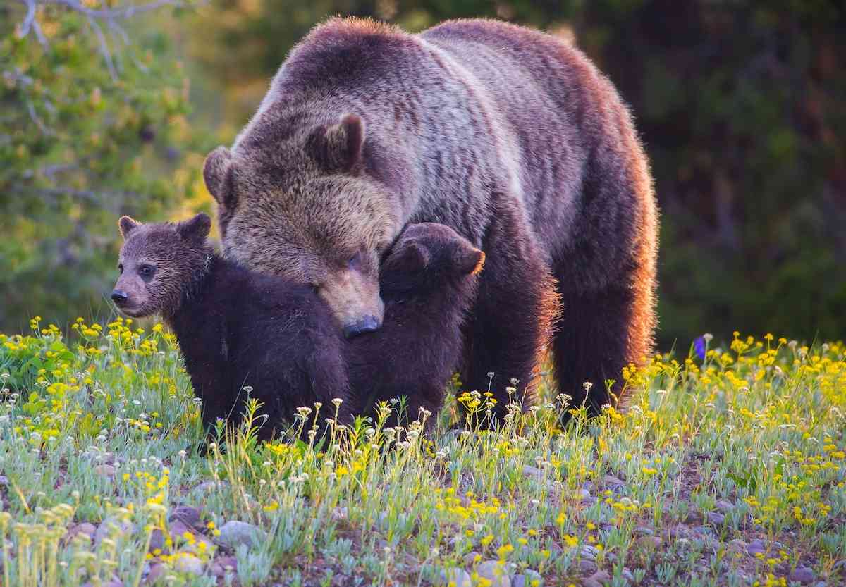 Grizzly mother nuzzling her two cubs in a meadow filled with yellow flowers in the Grand Tetons.