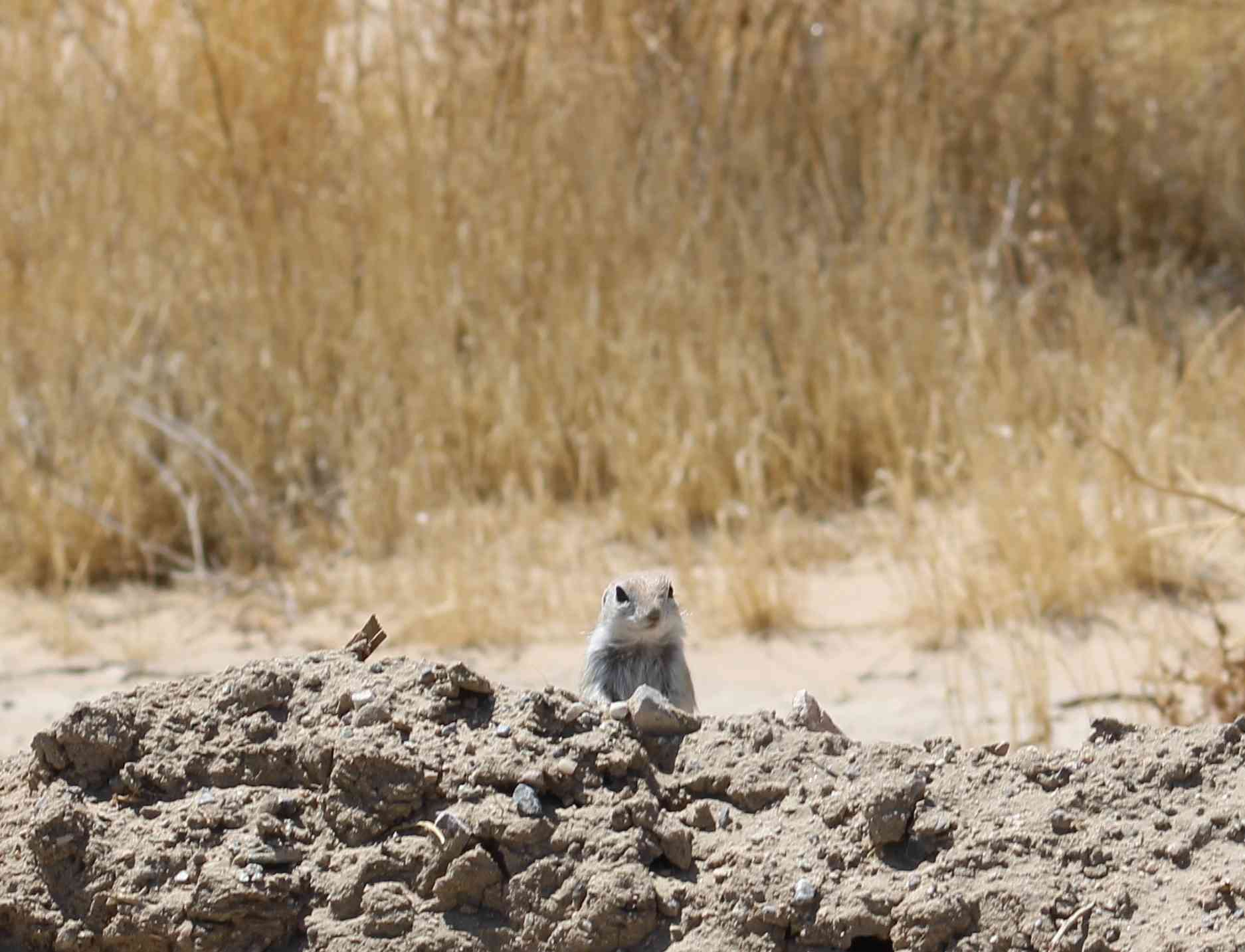 2021.04 - Mohave Ground Squirrel - © Henrik Kibak (CC BY 4.0 DEED)