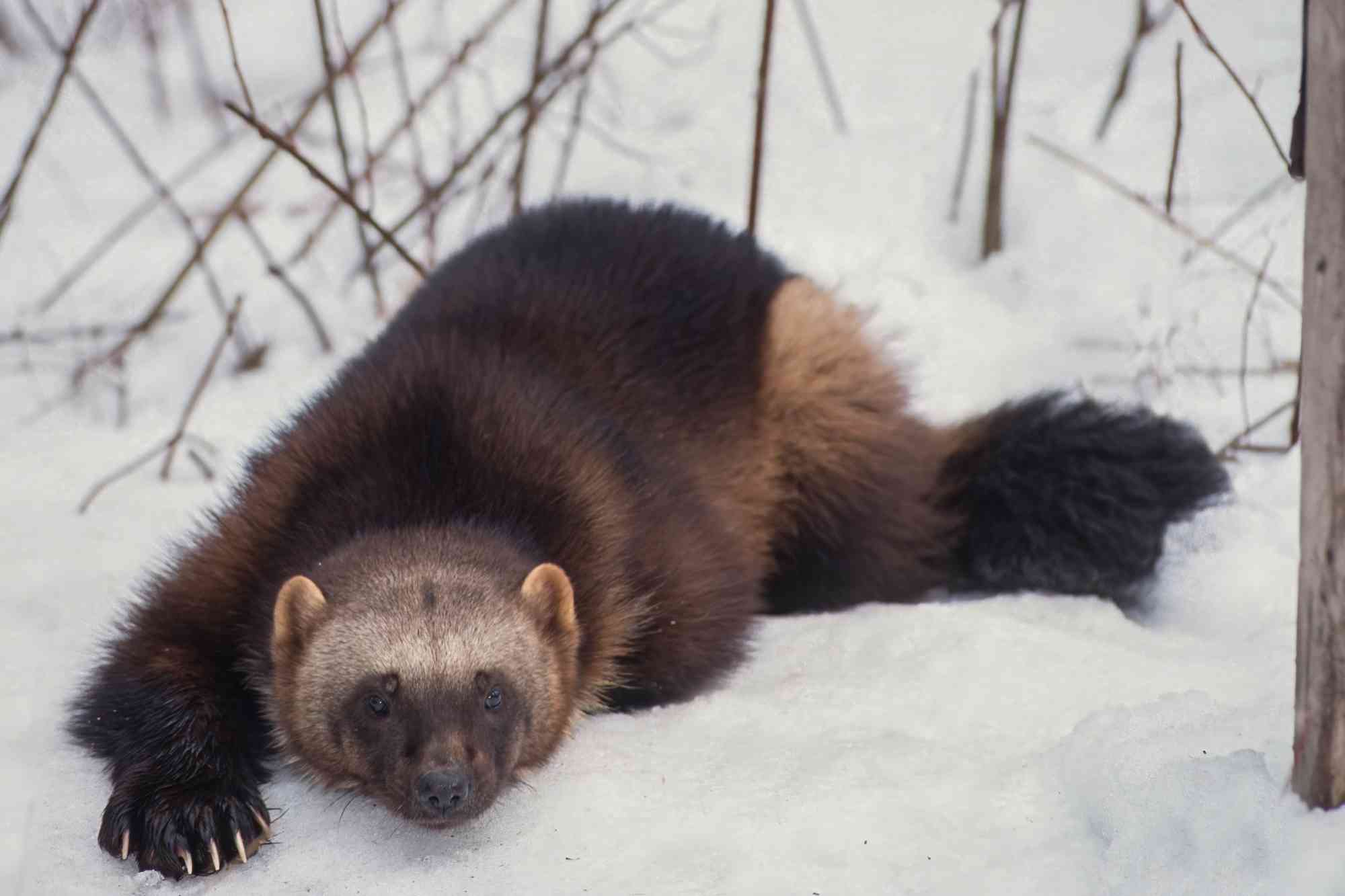 A wolverine lays in the snow in Montana