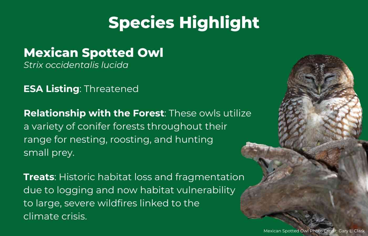 Mexican Spotted Owl Fact Graphic
