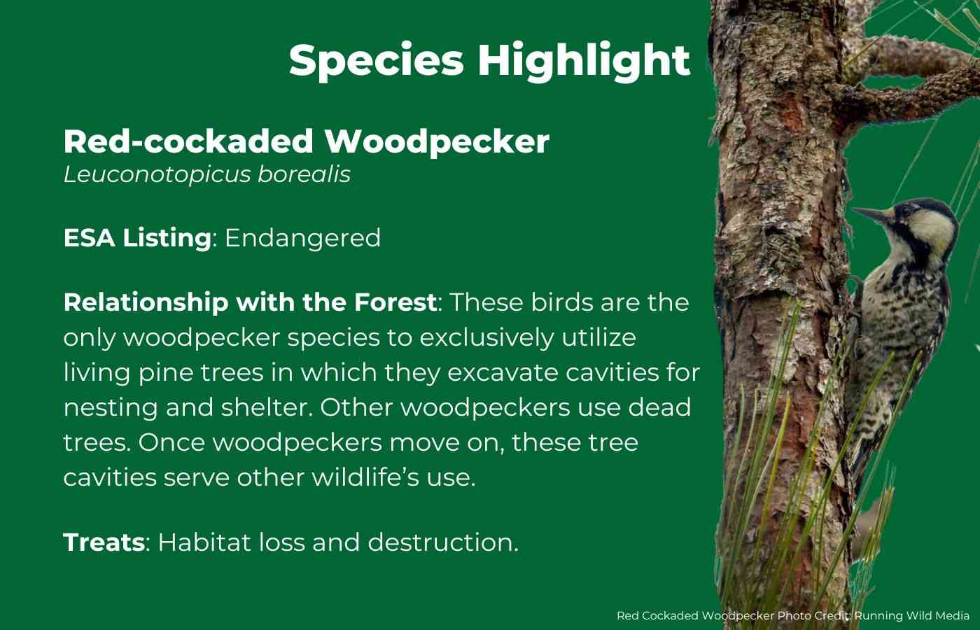 Red-cockaded Woodpecker Facts Graphic