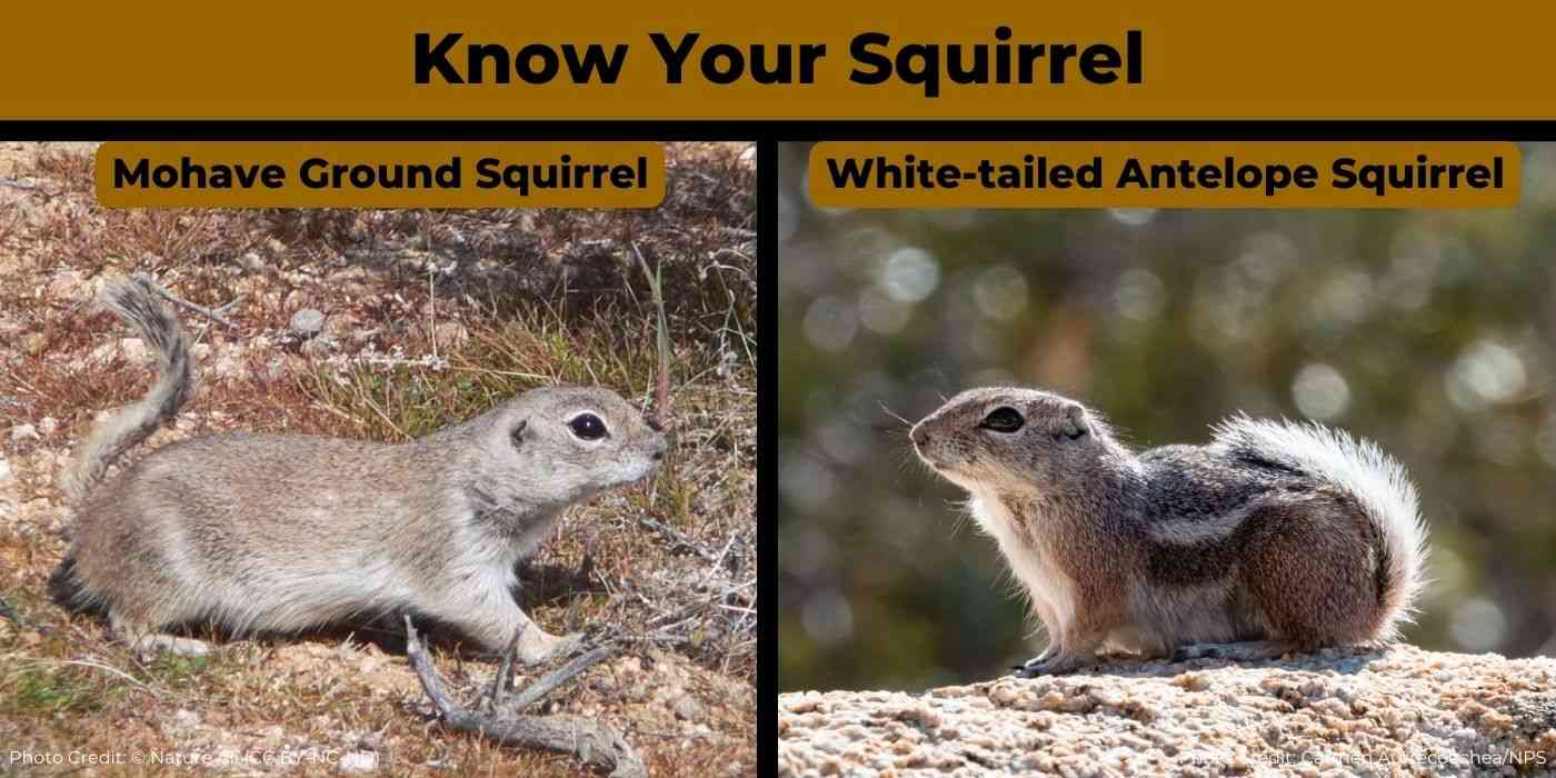 Know Your Squirrel Fact Graphic