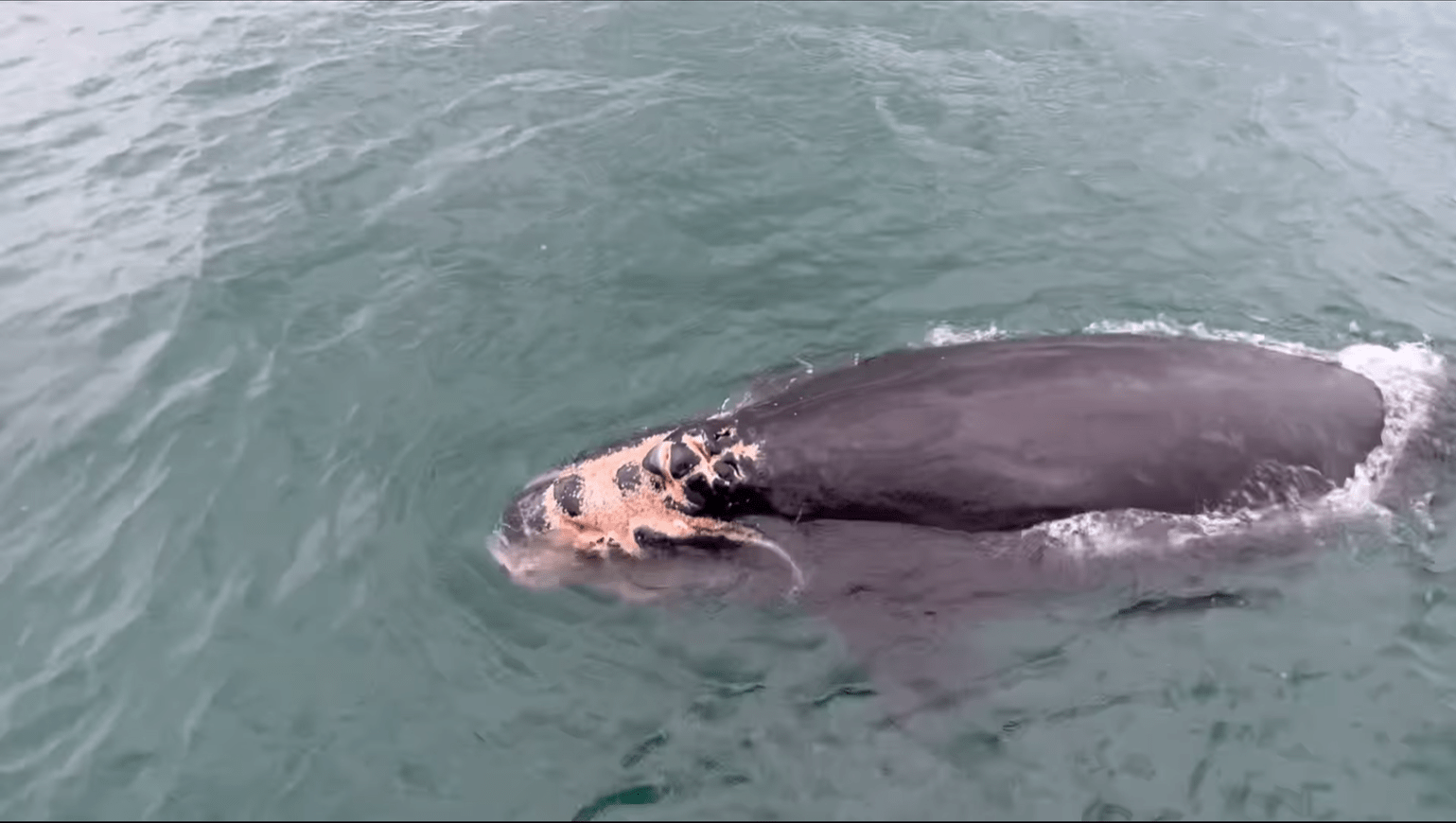 A North Atlantic right whale calf is seen with severe injuries to the head, face and left lip in Edisto, S.C.