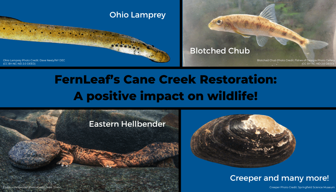 FernLeaf's Cane Creek Restoration graphic