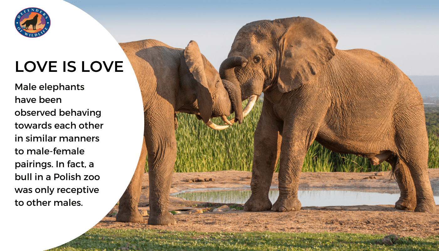 African Elephant Graphic - Love is Love
