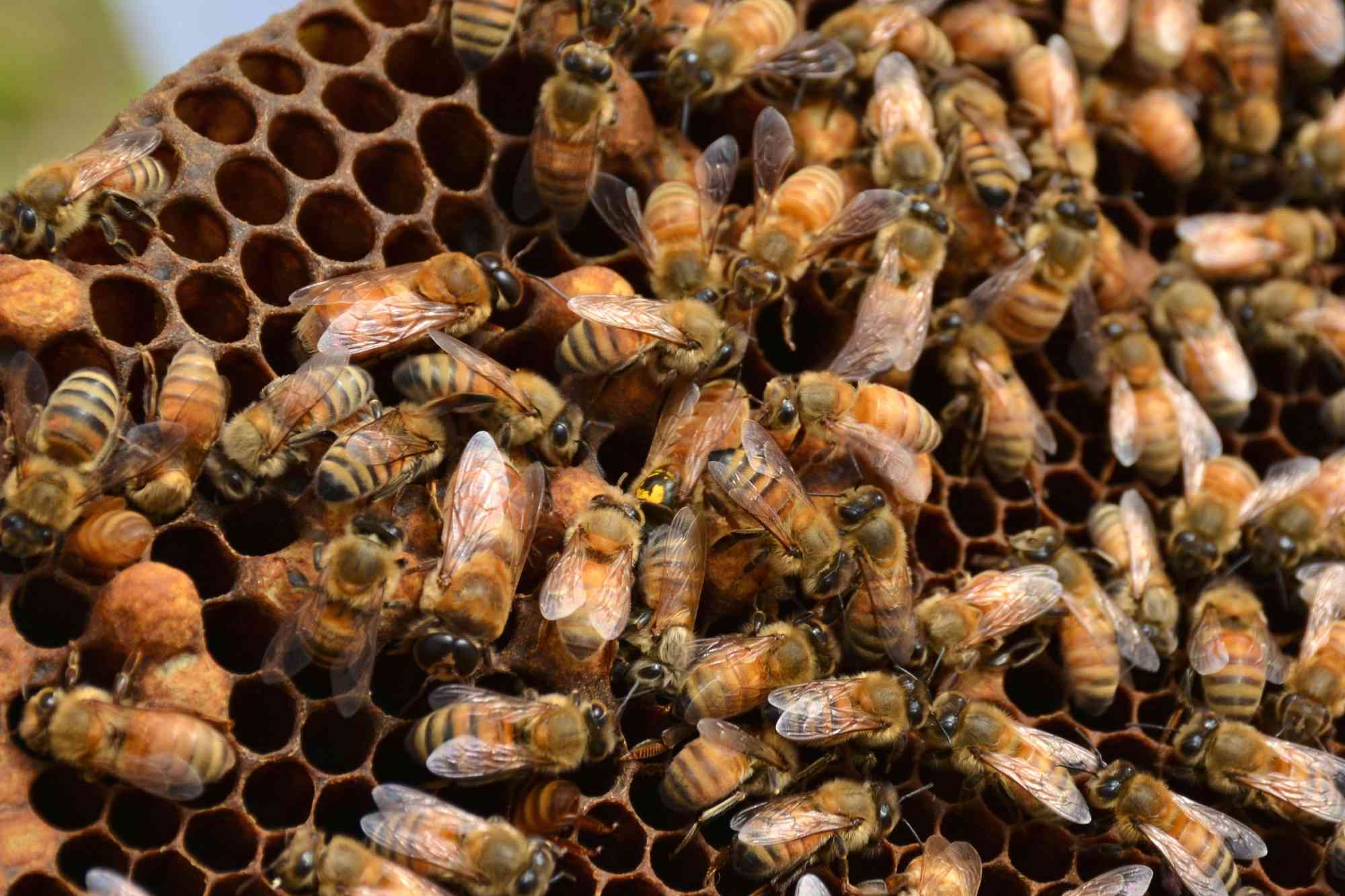 2015.03.06 - Honey Bees - Marisa Lubeck/USGS