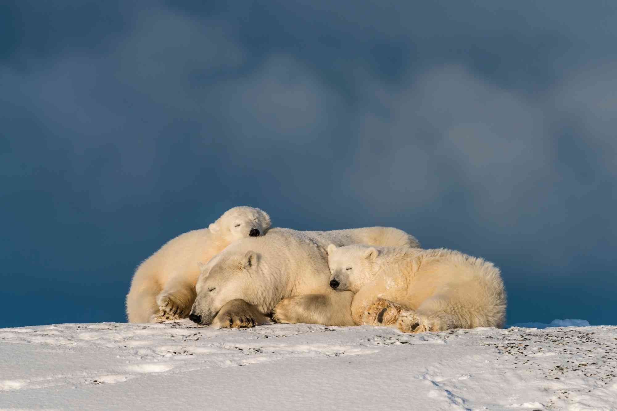 2014.10.10 - Polar bear and cubs cuddle and sleep in snow - Kaktovik, Alaska - Afripics - Alamy Stock Photo