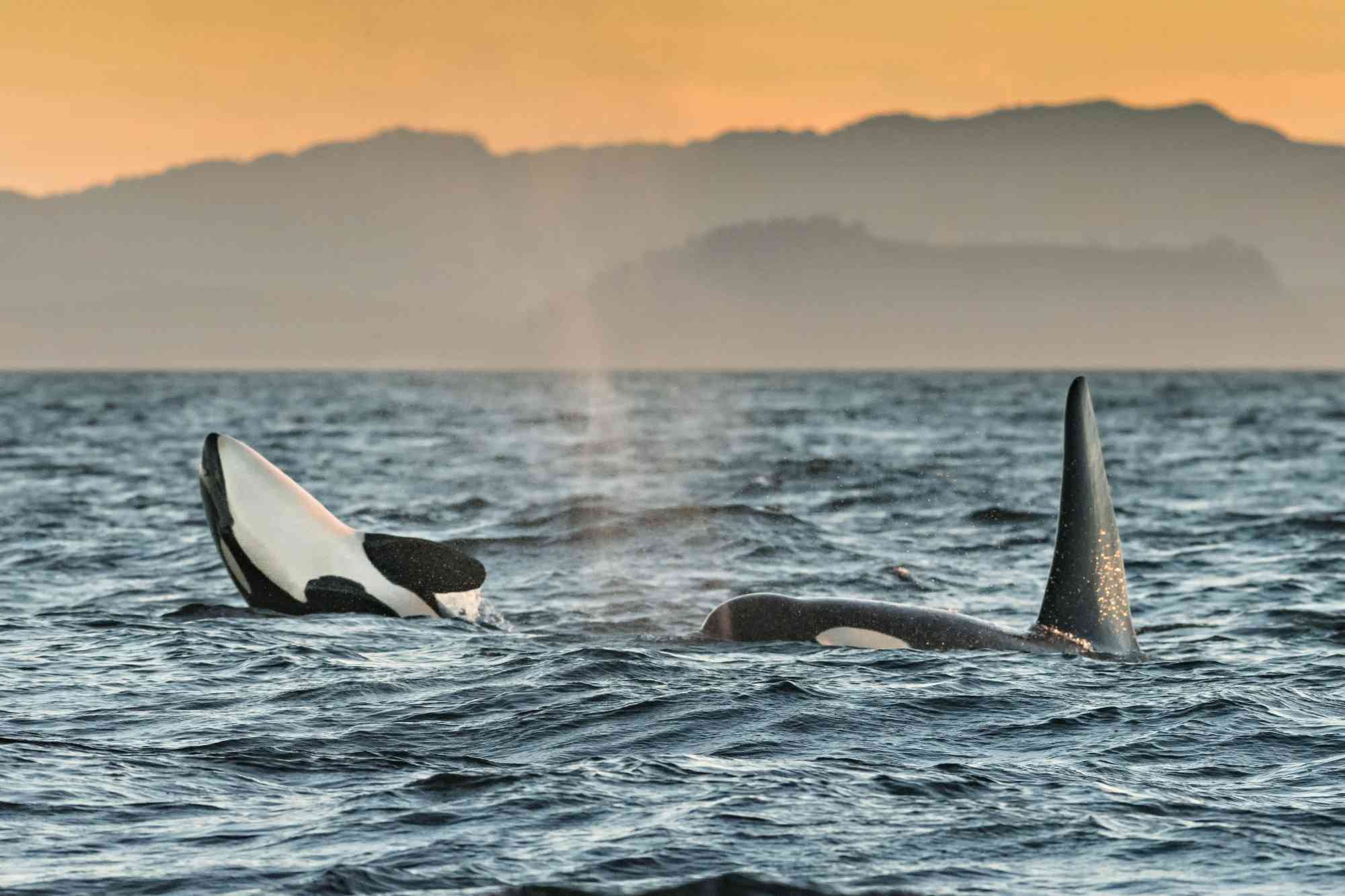 2018.08.04 - Southern Resident Orcas play in Salish Sea - British Columbia, Canada - Richard Ellis - Alamy Stock Photo