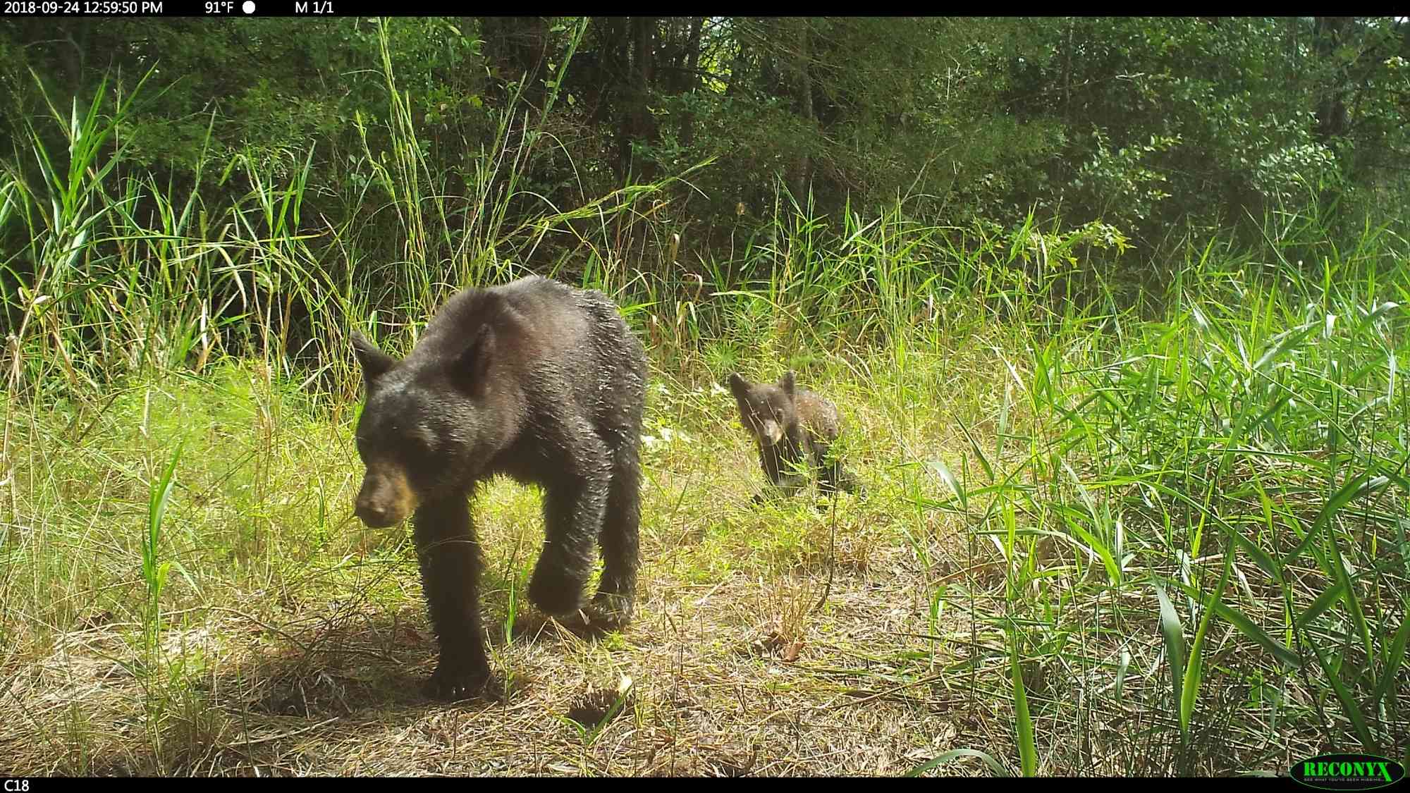 2018.9.24 - SE Recovery Area Trail Cam - Bear with bear cub walking through frame from right to left - Wildlands Network