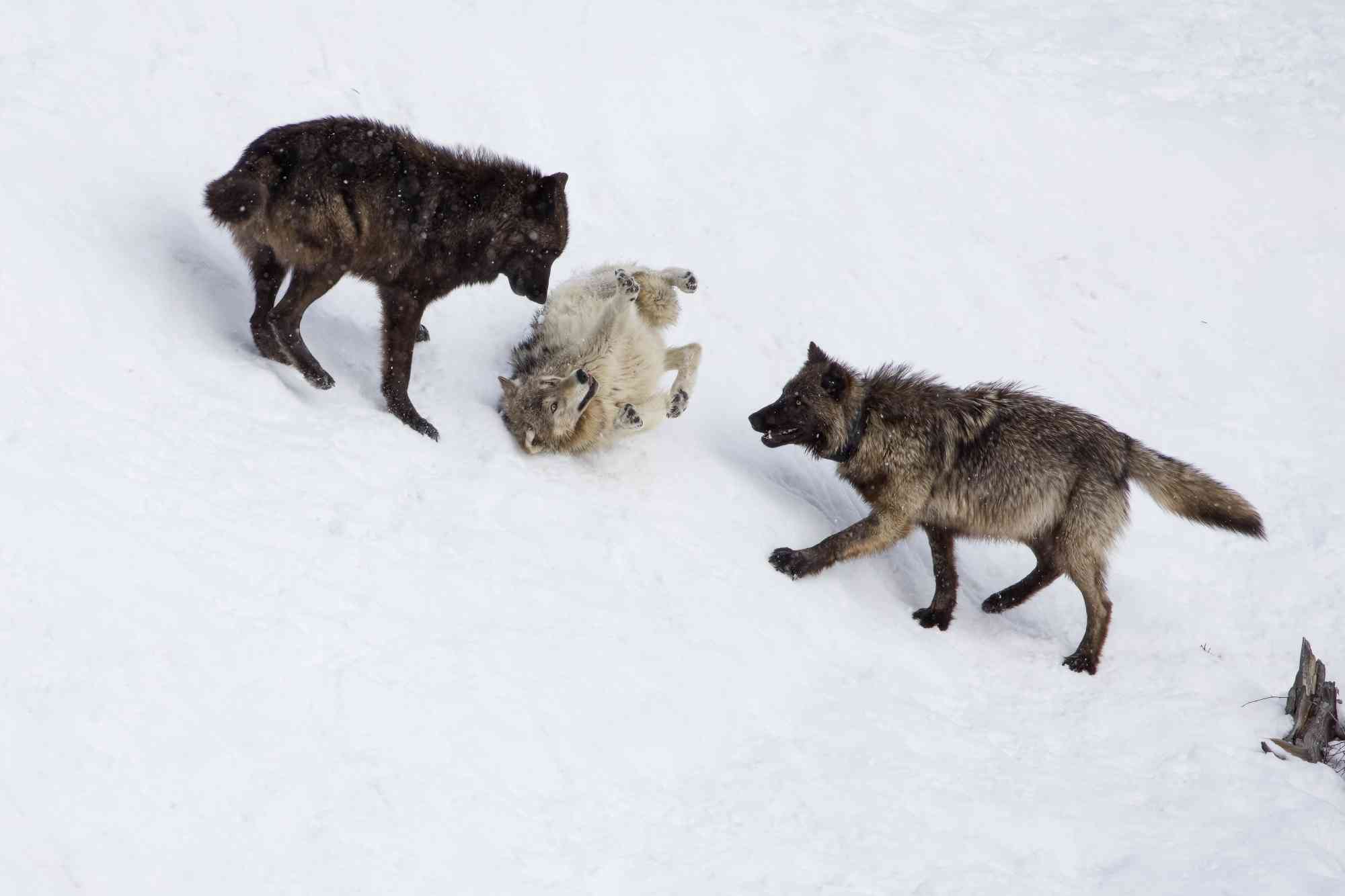 Gray Wolves Playing in Snow at Yellowstone National Park 