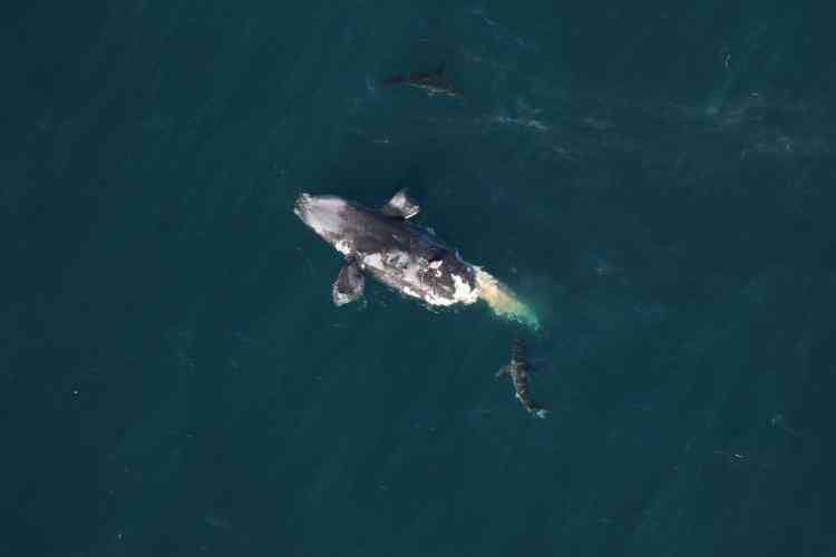 A dead right whale floating about 20 miles offshore of Tybee Island, Georgia on February 14, 2024. Two sharks swim close by.
