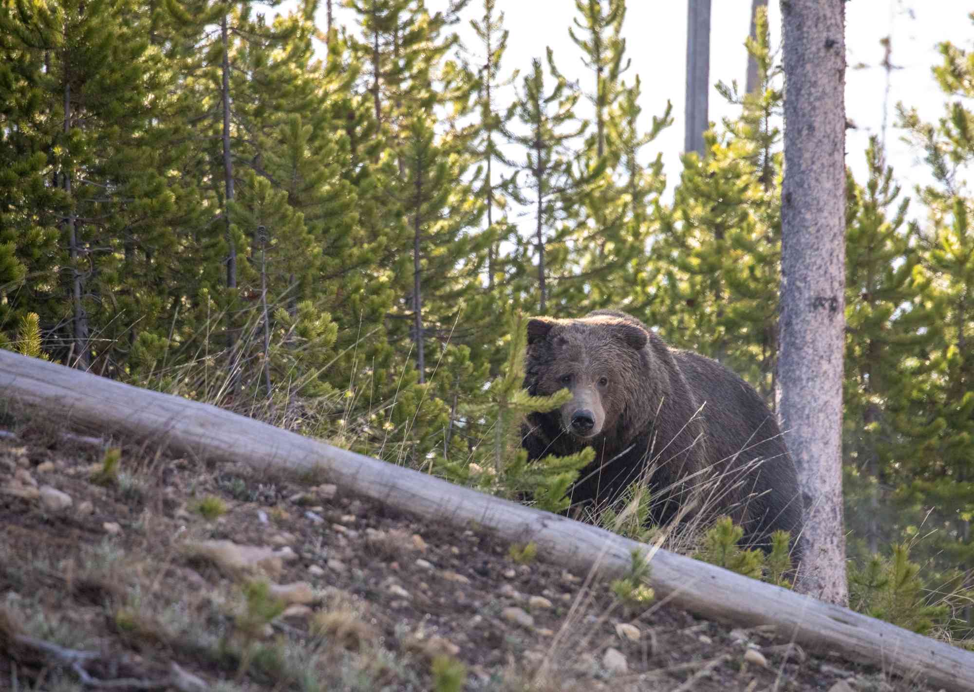 2020.05.19 - Grizzly Bear in Woods - Yellowstone National Park - Wyoming - NPS-Jim Peaco