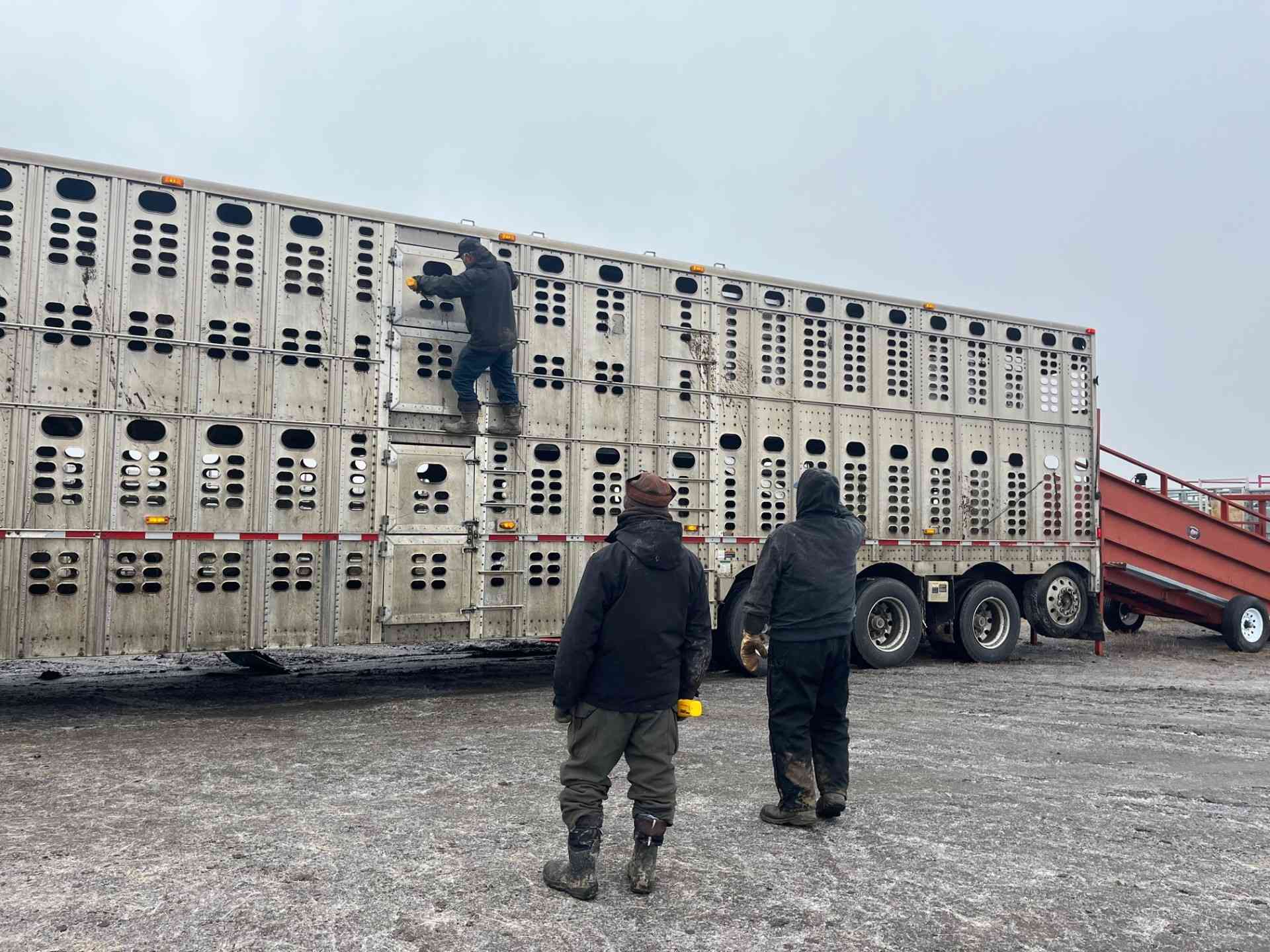 2024.03.01 - Unloading the Bison in Trailer - Montana - Chamois Andersen-DOW