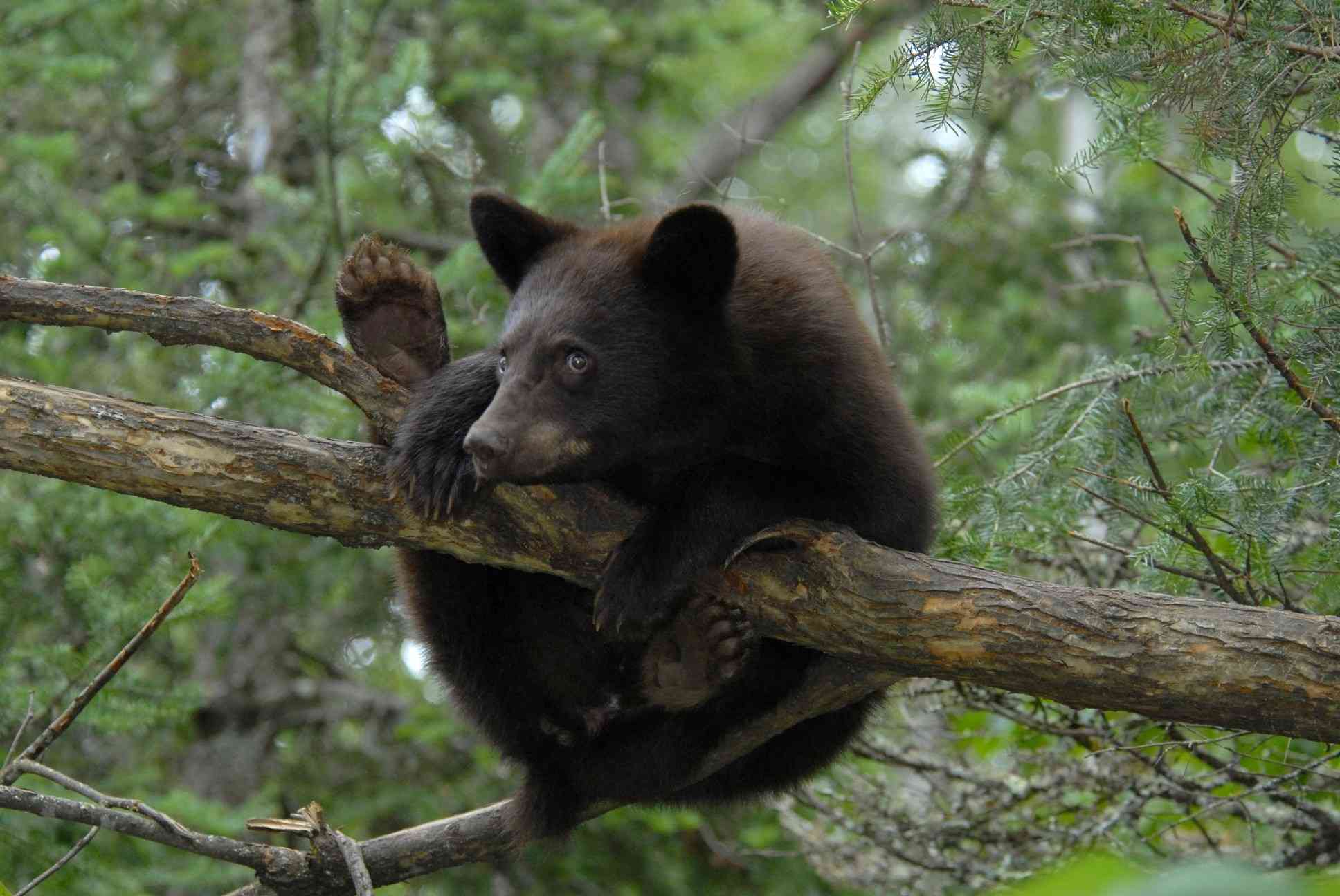 black bear cub hanging from branch