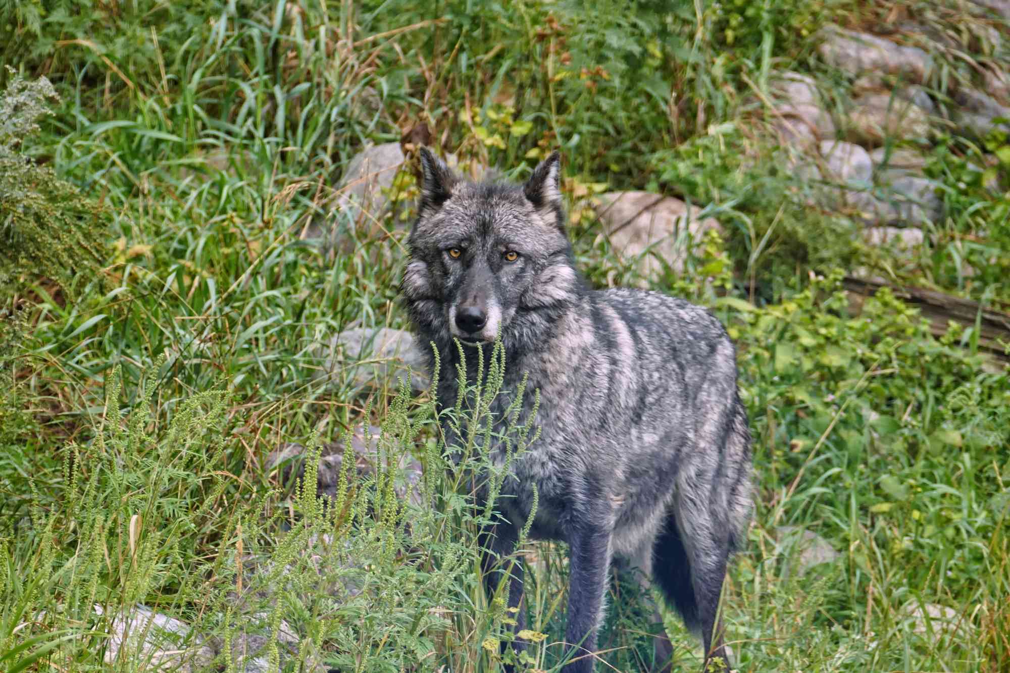 2015.08.24 - Gray Wolf in the Grass - Minnesota - Maureen Ravnik