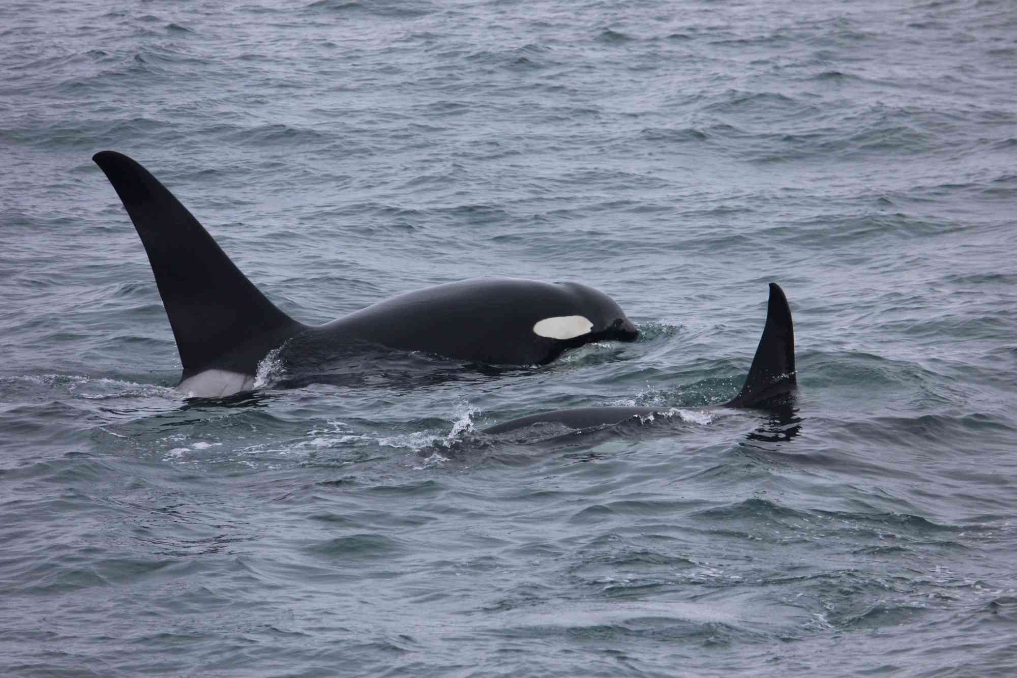 2016.07.09 - Orcas - Seward -  Alaska - Jen Christopherson - DOW