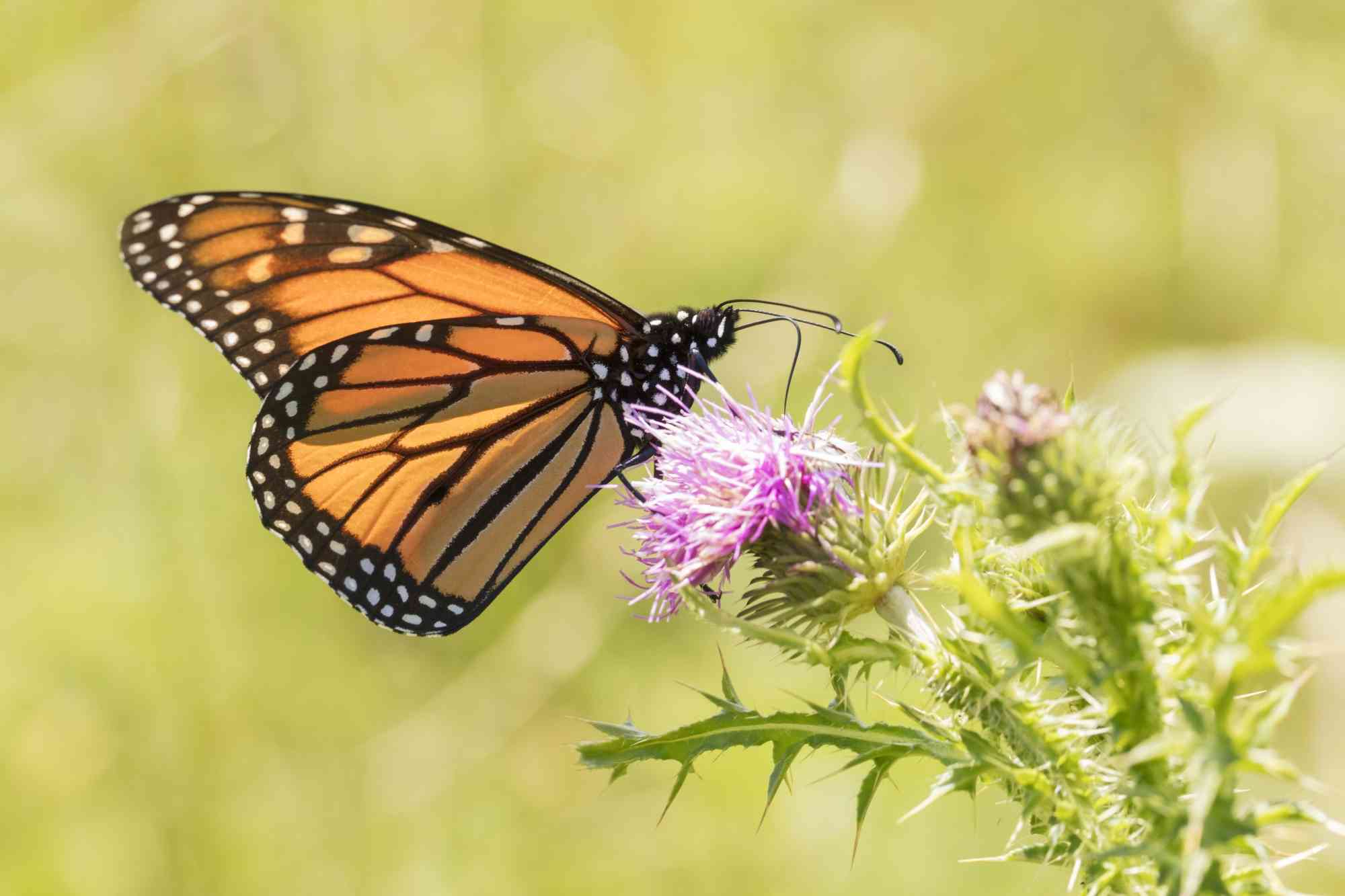 2018.07.26 - Monarch Butterfly - Shenandoah National Park - Virginia - N.Lewis - NPS