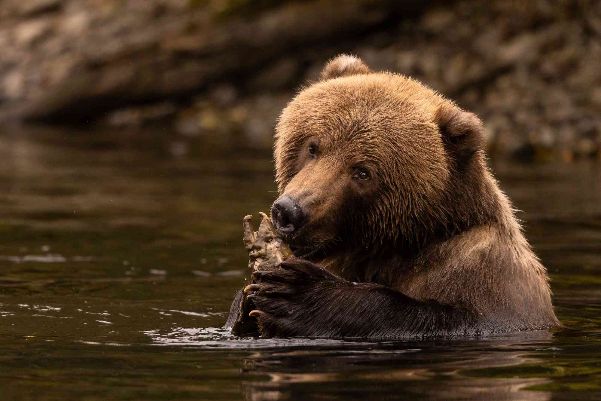 2023.10.30 - Kodiak brown bear eating decayed salmon - Alaska - Lisa Hupp-USFWS