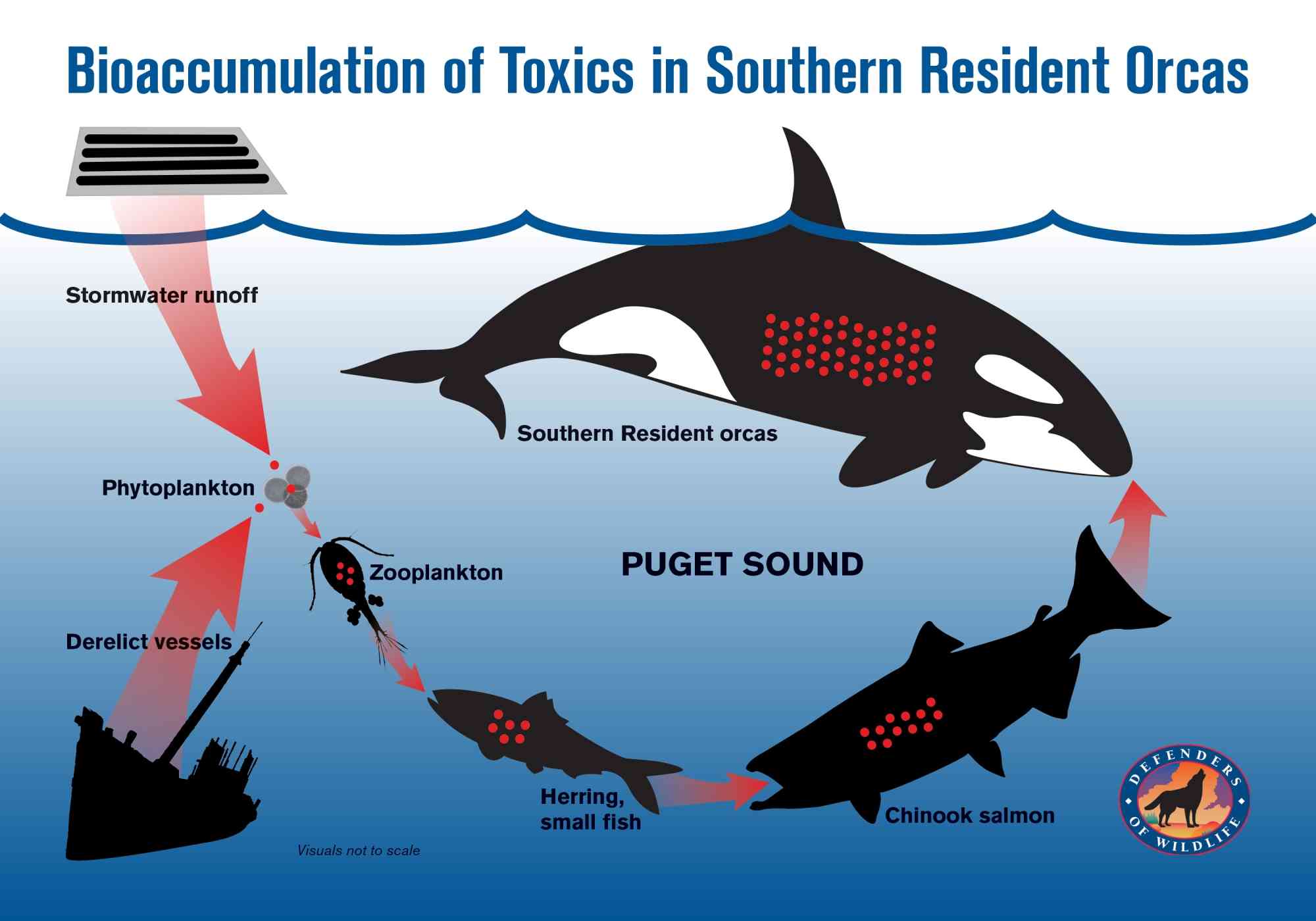 Bioaccumulation of Toxics in Southern Resident Orcas Graphic_DOW