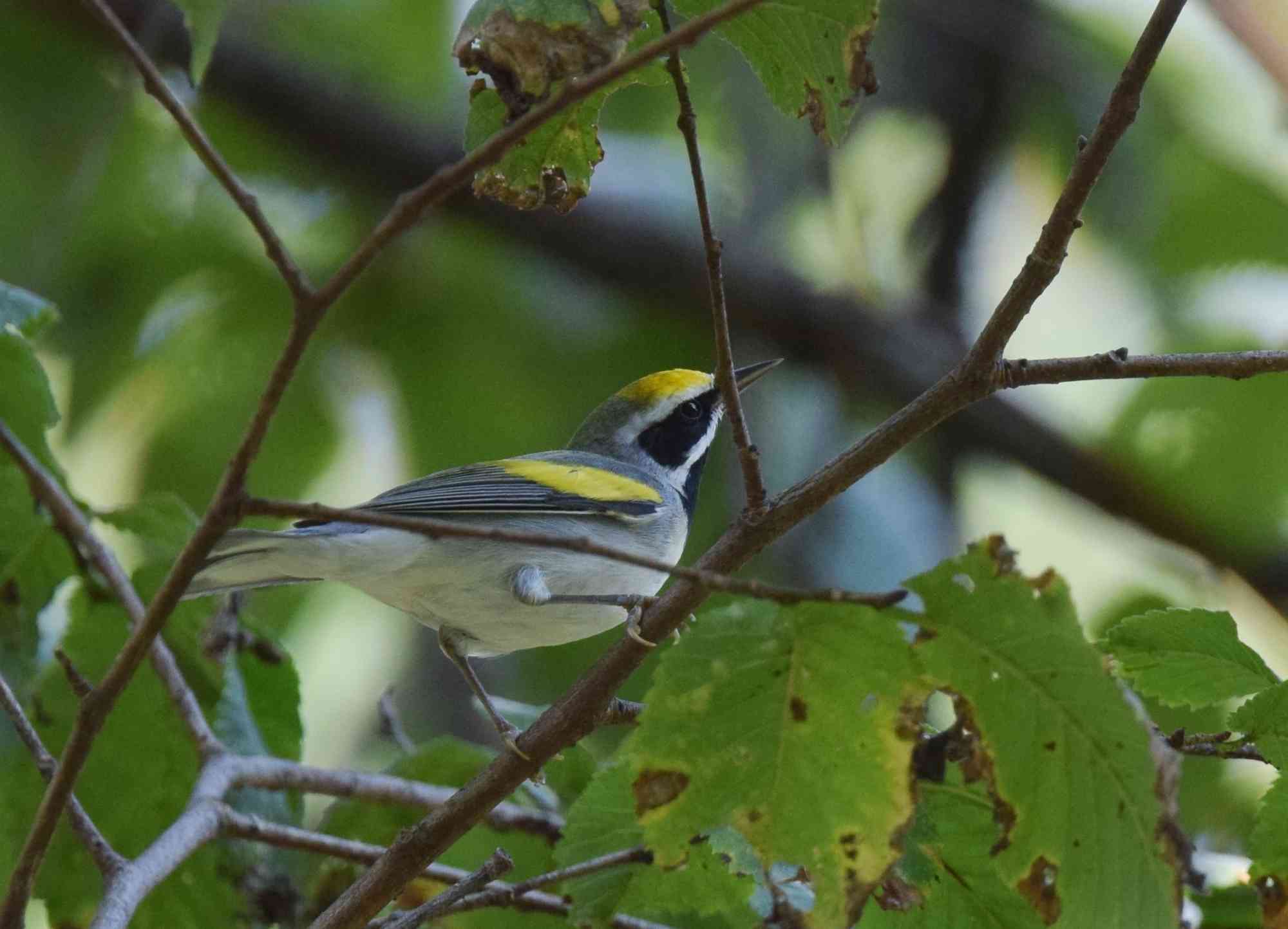 Golden-Winged Warbler on a branch